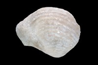 Lycettitrigonia longa